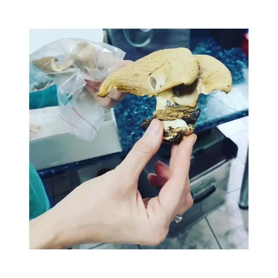 Ние во улога на миколози