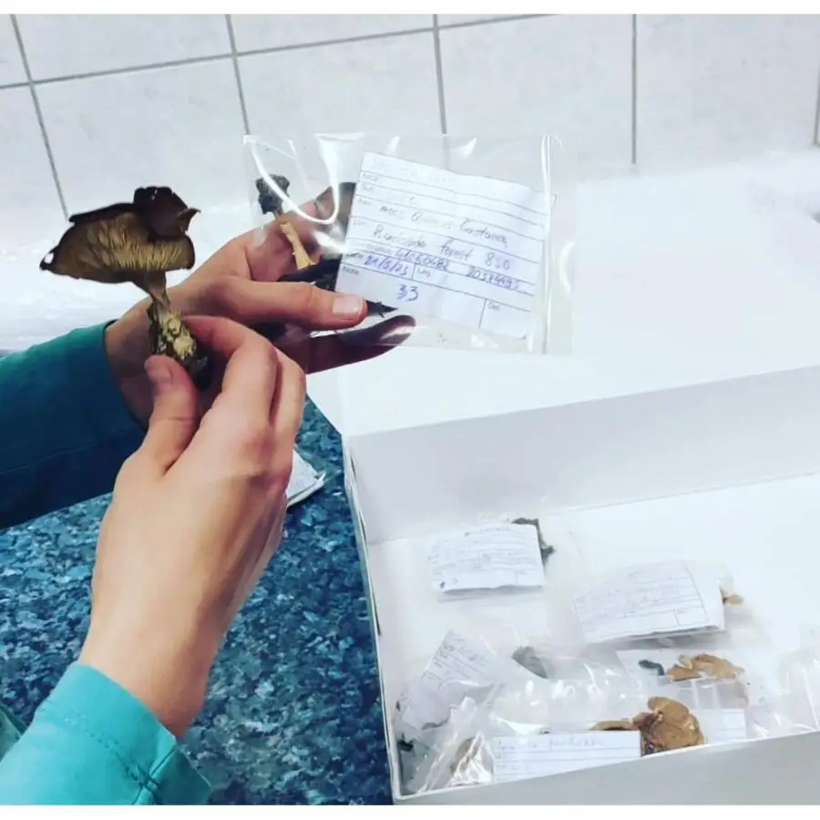 Ние во улога на миколози