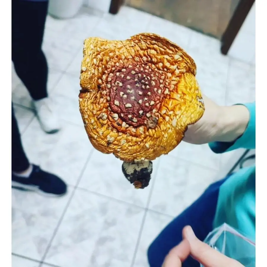Ние во улога на миколози