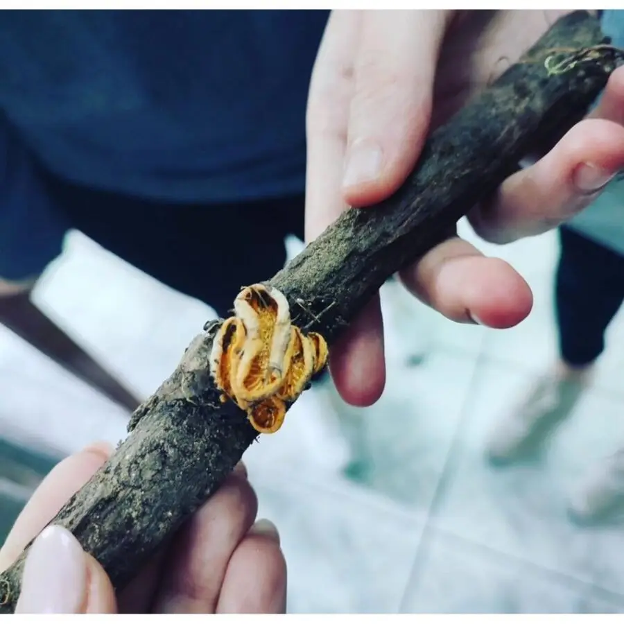 Ние во улога на миколози