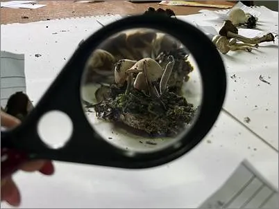 mikoloshka-laboratorija-17-10-2025